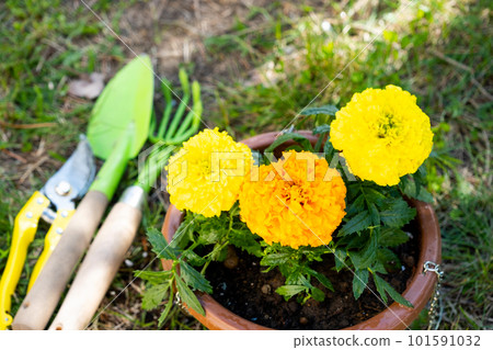 Yellow and orange marigold seedlings with roots are prepared for planting in the open ground in spring. Unpretentious garden flowers in the hands of a gardener, flower bed and yard care Yellow and orange marigold seedlings with roots are prepared for planting in the open ground in spring. Unpretentious garden flowers in the hands of a gardener, flower bed and yard care 101591032