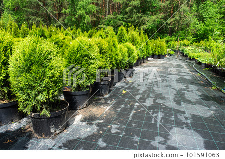 Nursery of coniferous plants in pots with a closed root for planting on your garden plot. 101591063