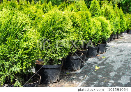 Nursery of coniferous plants in pots with a closed root for planting on your garden plot. 101591064
