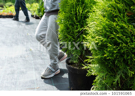 Nursery of coniferous plants in pots with a closed root for planting on your garden plot. 101591065
