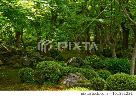 Green maple leaves at Enkoji temple in Kyoto Green maple leaves at Enkoji temple in Kyoto 101591221