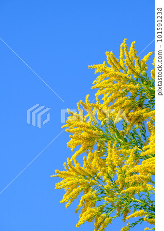 Giraffe grass that shines in the blue sky Giraffe grass that shines in the blue sky 101591238