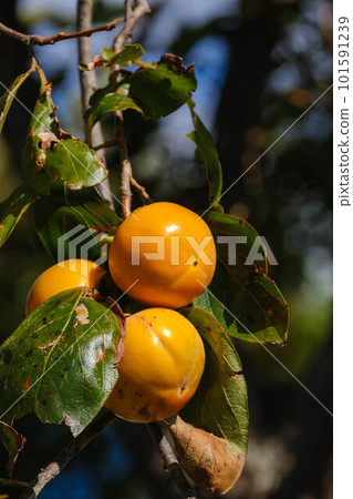柿子果實已經開始成熟 101591239