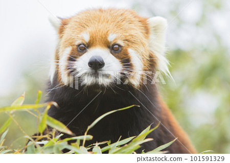 cute red panda 101591329