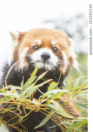 cute red panda 101591330