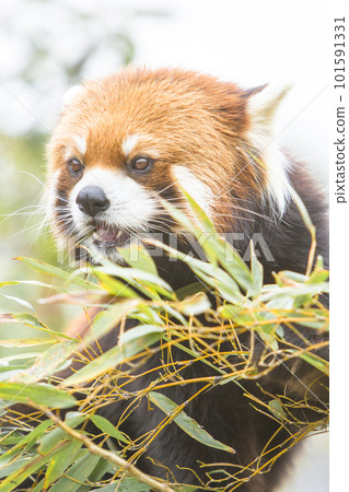 可愛的小熊貓 101591331