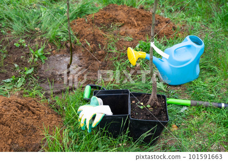 An apple tree seedling in the garden is prepared for planting in the open ground. Fruit tree from the nursery, growing organic fruits on your site 101591663
