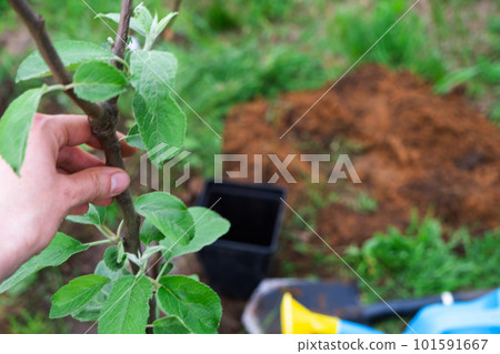 An apple tree seedling in the garden is prepared for planting in the open ground. Fruit tree from the nursery, growing organic fruits on your site An apple tree seedling in the garden is prepared for planting in the open ground. Fruit tree from the nursery, growing organic fruits on your site 101591667