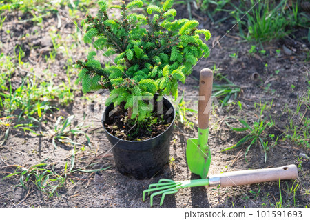 Coniferous plants in pots with a closed root for planting on your garden plot from the nursery. Gardening of a garden plot in spring Coniferous plants in pots with a closed root for planting on your garden plot from the nursery. Gardening of a garden plot in spring 101591693