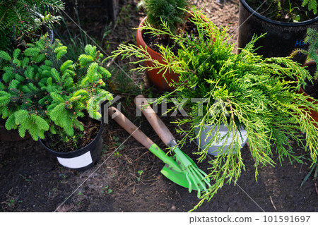 Coniferous plants in pots with a closed root for planting on your garden plot from the nursery. Gardening of a garden plot in spring 101591697