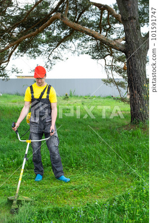A male gardener mows the green grass of the lawn in the backyard with a gasoline mower. Trimmer for the care of a garden plot 101591747
