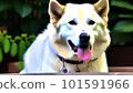 白狗大狗 04 101591966