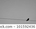 A crow perched on an electric wire, monaural 101592436