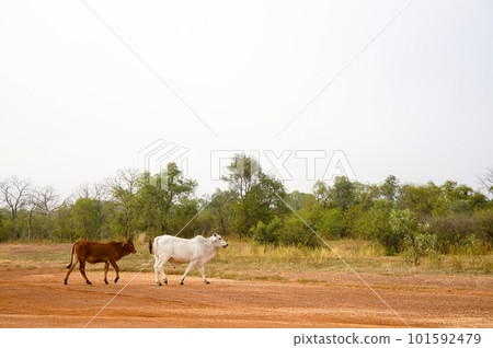 Two cows grazing in the Australian countryside 101592479