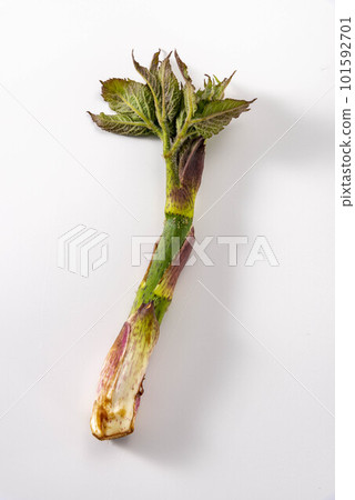 美味的烏多配野菜 101592701