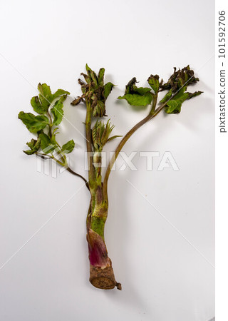 美味的烏多配野菜 101592706