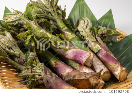 美味的烏多配野菜 101592708