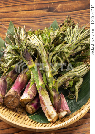 Delicious udo with wild vegetables Delicious udo with wild vegetables 101592714