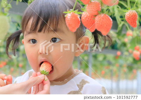 體驗草莓採摘的孩子們 101592777
