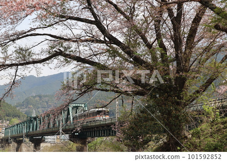 櫻花季，飯田線上的火車穿過天龍川大橋 101592852