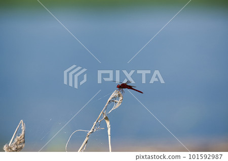 A dragonfly perched on a pampas grass A dragonfly perched on a pampas grass 101592987