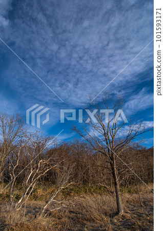 Field of dry grass and leafless trees under the blue sky 101593171