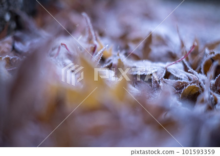 Frosted fallen leaves (Lake Onbara area) 101593359