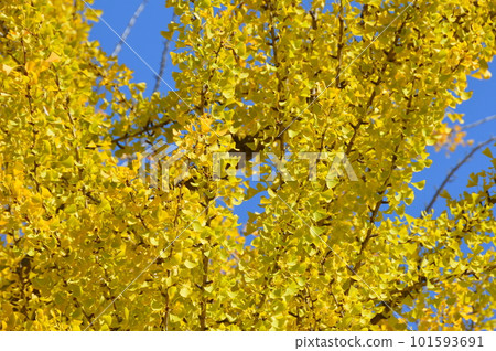 Aozora/Ginkgo (Osaka Castle Park/Osaka Castle, Chuo Ward, Osaka City, Osaka Prefecture) Aozora/Ginkgo (Osaka Castle Park/Osaka Castle, Chuo Ward, Osaka City, Osaka Prefecture) 101593691