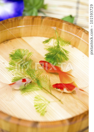 Goldfish, a summer tradition 101593729