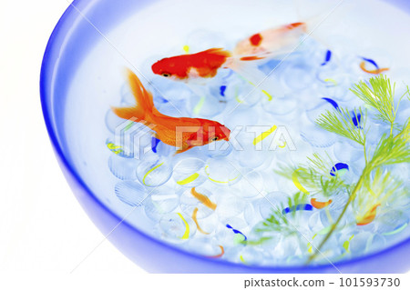 金魚，夏季傳統 101593730