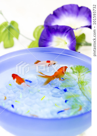 金魚,夏季傳統 金魚,夏季傳統 101593732
