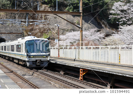 一列高速列車駛過盛開的櫻花隧道 一列高速列車駛過盛開的櫻花隧道 101594491