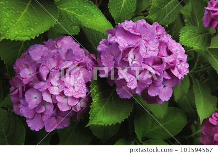 粉紅色的繡球花被雨季的雨滴打濕，綻放得栩栩如生。 101594567