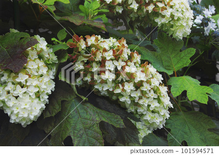 The white hydrangea is like a plump lady 101594571