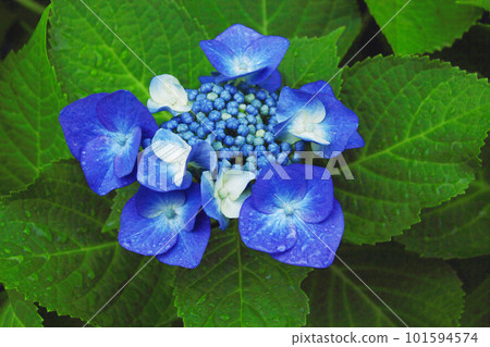 The blue sepals of the hydrangea quietly bloom in the shade while getting wet in the rain of the rainy season. 101594574