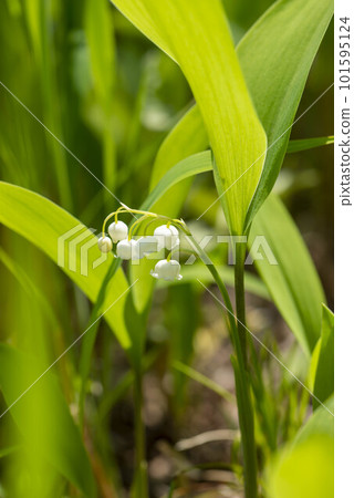 Lily of the valley 101595124