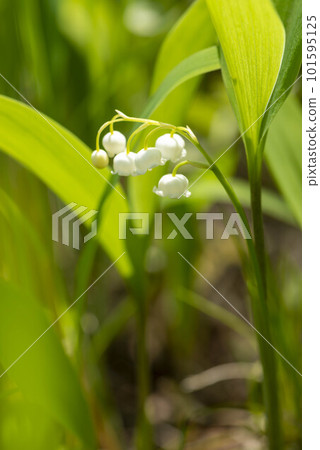 Lily of the valley 101595125