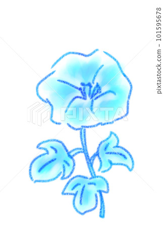 blue morning glory illustration blue morning glory illustration 101595678
