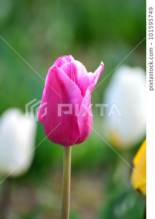 開花在春天花圃裡的五顏六色的鬱金香花 開花在春天花圃裡的五顏六色的鬱金香花 101595749