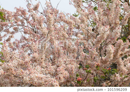 Wishing Tree, Pink Shower, Pink cassia, Pink and White Shower tree 101596209