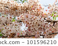 wishing Tree, Pink Shower, Pink cassia, Pink and White Shower tree 101596210