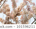 wishing Tree, Pink Shower, Pink cassia, Pink and White Shower tree 101596211