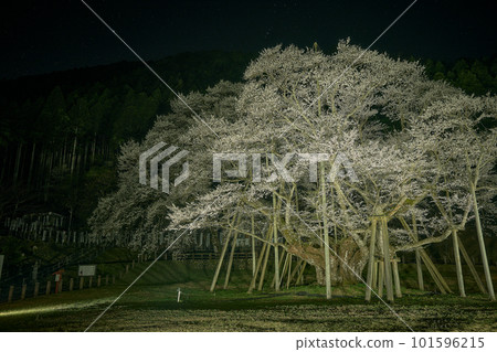 薄隅櫻花點亮 薄隅櫻花點亮 101596215
