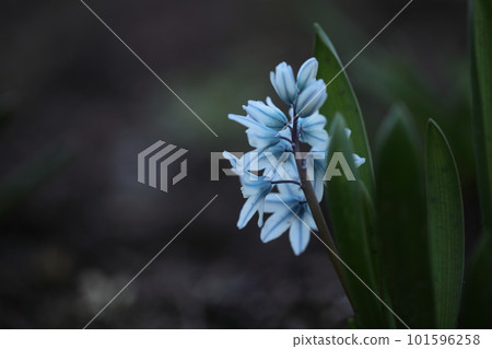 Cute puschinia with light blue stripes 101596258
