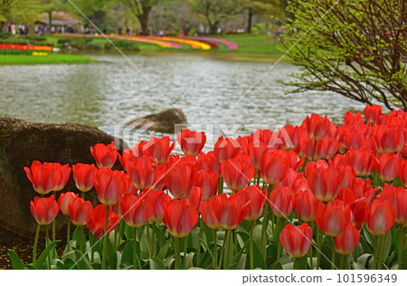 Tulips in bloom Tulips in bloom 101596349
