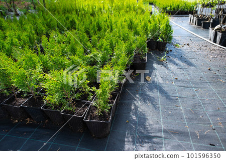 Nursery of coniferous plants in pots with a closed root for planting on your garden plot. 101596350