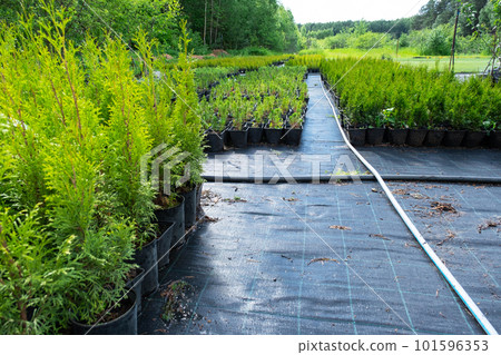 Nursery of coniferous plants in pots with a closed root for planting on your garden plot. 101596353