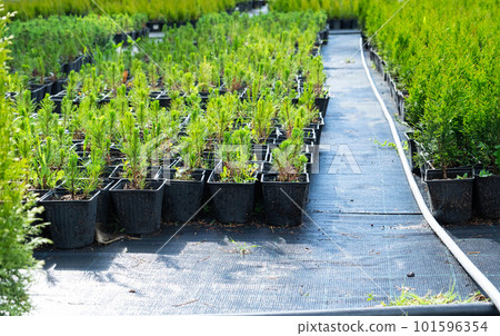 Nursery of coniferous plants in pots with a closed root for planting on your garden plot. 101596354