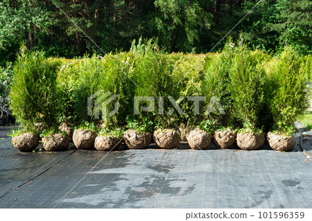 Nursery of coniferous plants in pots with a closed root for planting on your garden plot. 101596359