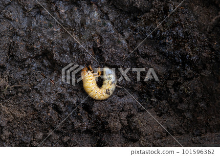 Larva of the underground pest of the vegetable garden - mole cricket. Close-up on the ground. 101596362